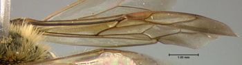 Media type: image;   Entomology 609468 Aspect: front wing